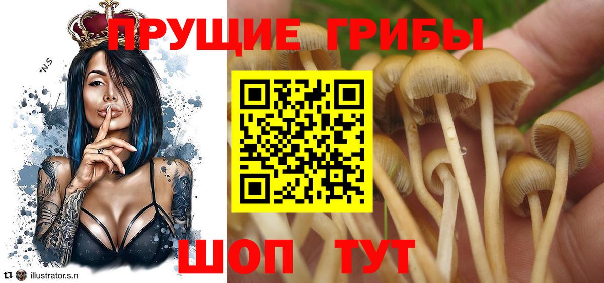 Псилоцибиновые грибы мицелий Новозыбков