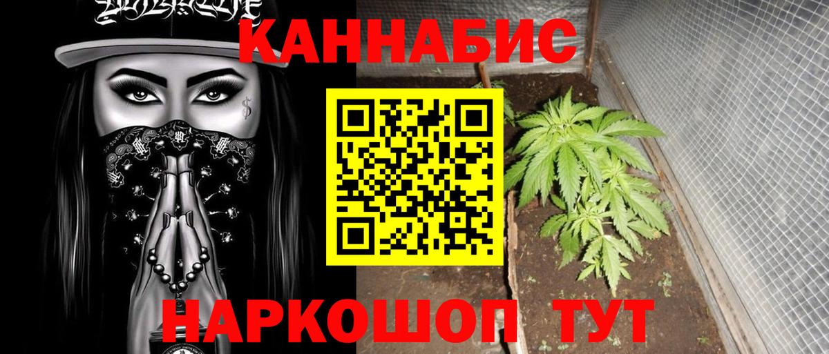 Конопля гибрид Новозыбков
